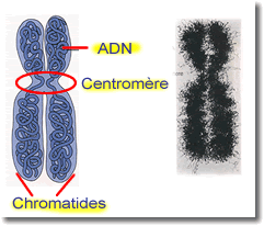 Schéma d'un chromosome