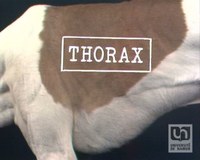 Anatomie du chien - le thorax