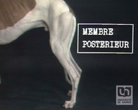 Anatomie du chien - les membres postérieurs