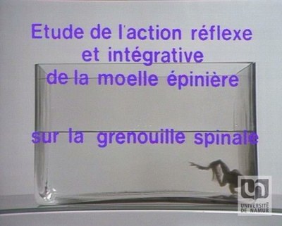 Etude de l'action réflexe et intégrative chez la grenouille spinale