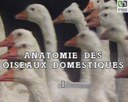 Anatomie des oiseaux domestiques1