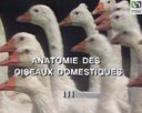 Anatomie des oiseaux domestiques3