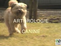 Arthrologie canine