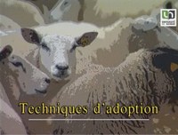 4. Techniques d'adoption