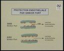 Protection endothéliale par Ginkor Fort