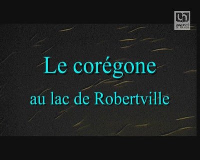 Le corégone au lac de Robertville (01)