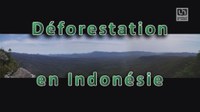 Déforestation en Indonésie