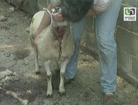 Attaques de moutons par des chiens errants à Gesves