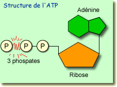 Structure de l'ATP