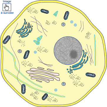 schéma d'une cellule animale