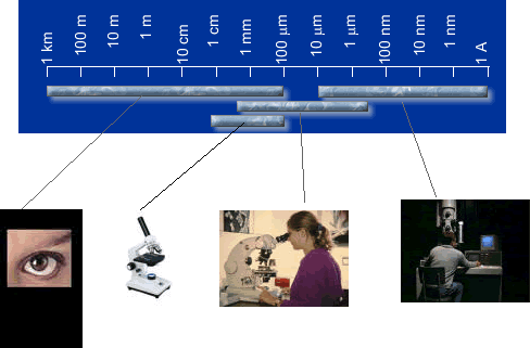 Réaliser une observation au microscope optique – Les cours de Max