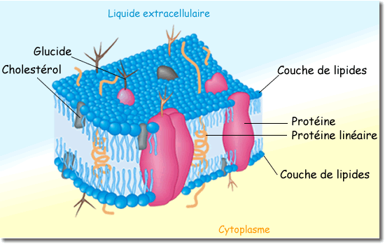 Structure des membranes
