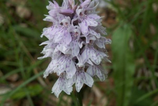 Fleur biodiversité