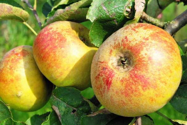 Pommes du verger