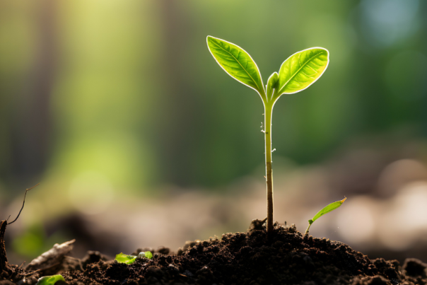 Plante qui pousse