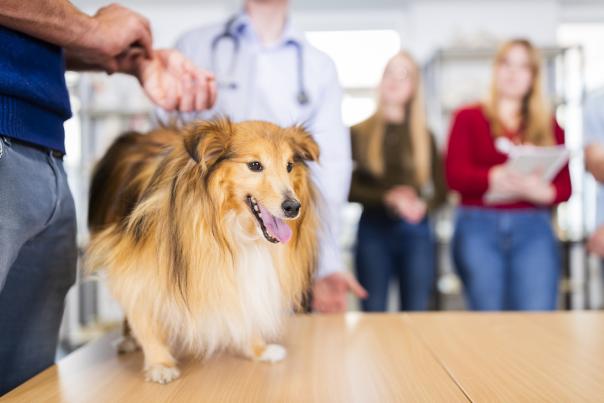 Photo d'un chien lors d'un TP d'étudiants VT