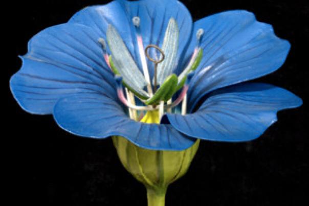 Linum usitatissimum L. 