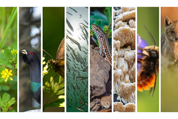 Projet ERGA espèces