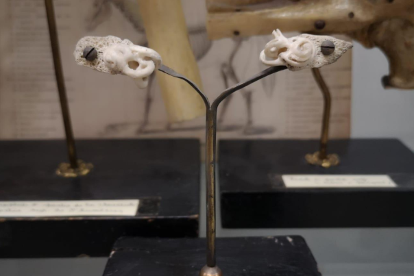 Montage ostéologique qui illustre la structure de l’oreille interne humaine