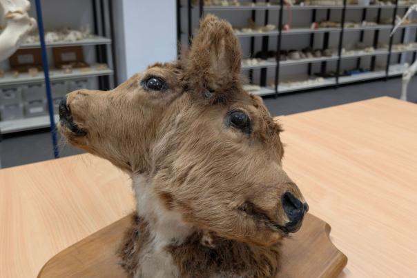 Pièce anatomique qui montre deux jumeaux bovins partiellement fusionnés 