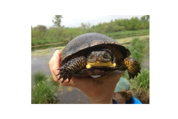 A Blanding’s turtle (Emydoidea blandingii) from one of Brendan Reid's study populations in Wisconsin © Brendan Reid
