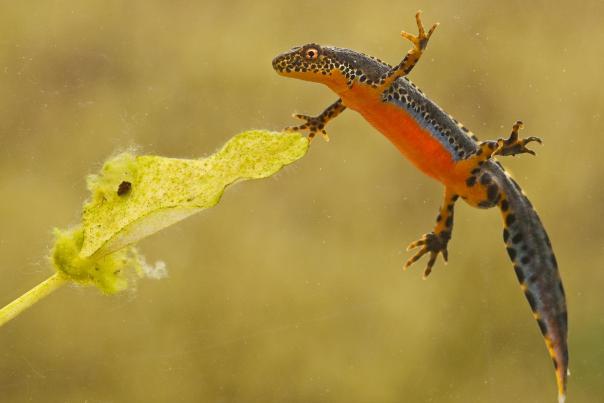 Salamandre au Domaine d'haugimont (c) Daniel Steenhaut