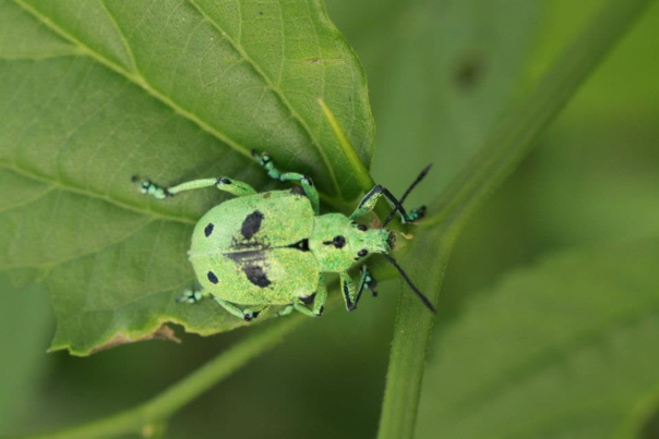 Insecte