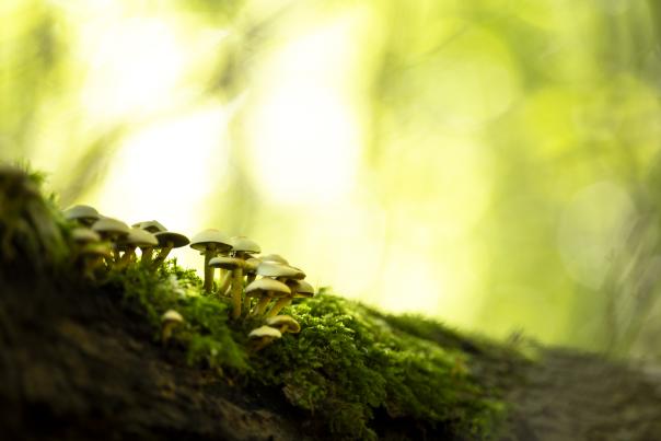 Une touffe de champignons se développe sur une souche et apporte de la lumière au sous-bois - Michel Fautsch