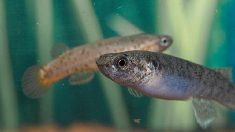 The mangrove rivulus hermaphrodite (foreground) and male (background)