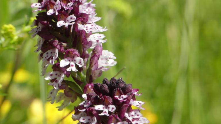 Orchidée