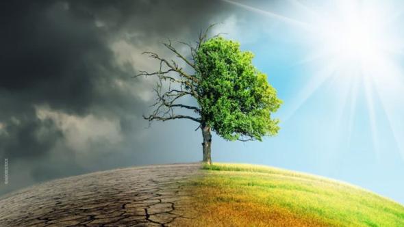 Image d'un arbre moitié mort moitié vivant