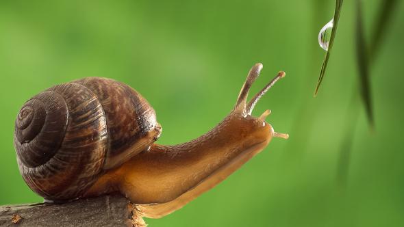 Escargot