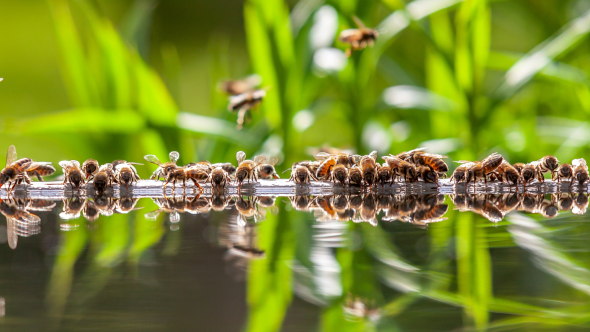 Abeilles projet ERGA