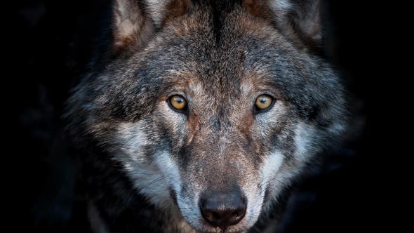 Loup