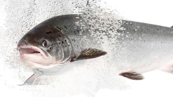 Adult salmon - Credit Jorgen Wiklund