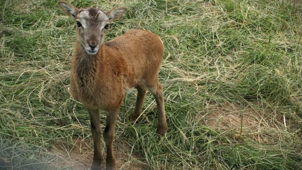 Mouflon