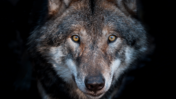 Loup UNamur