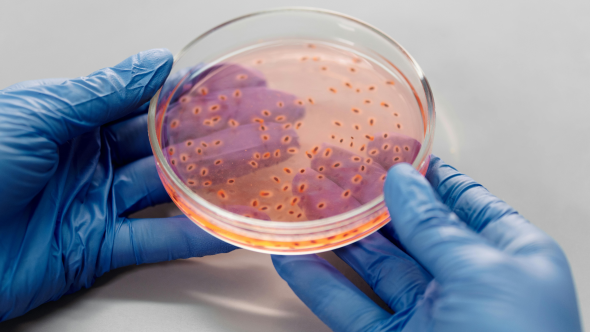 Boîte de Pétri en laboratoire