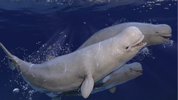 Beluga-LEAP