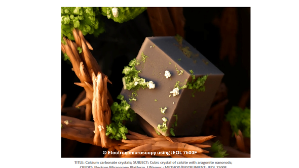 Calcium carbonate crystals; Subject: Cubic crystal of calcite with aragonite nanorods; Method/Instrument: JEOL7500F