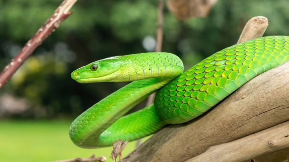 VENOM - Serpent - Copyright shutterstock Craig Cordier
