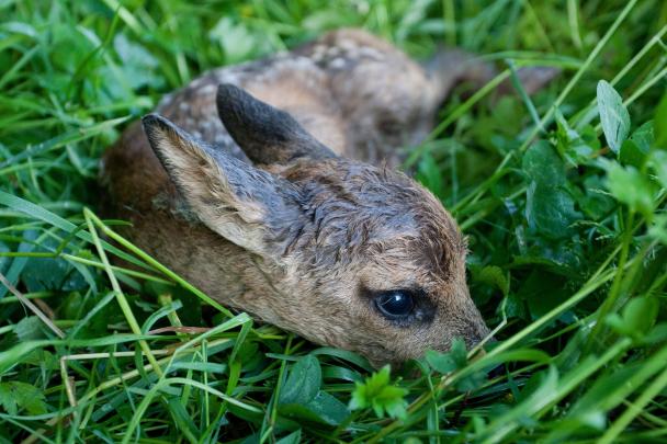 Haugimont - Faon (c) Daniel Steenhaut
