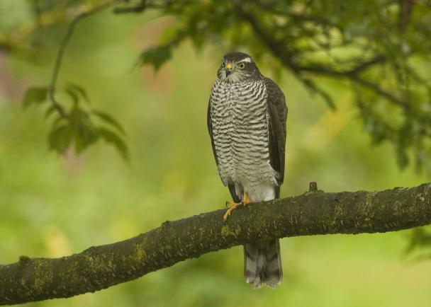 Haugimont - Rapace (c) Daniel Steenhaut