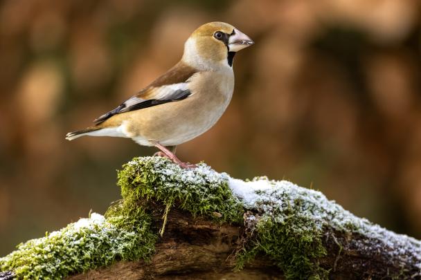 Haugimont - Oiseau (c) Daniel Steenhaut