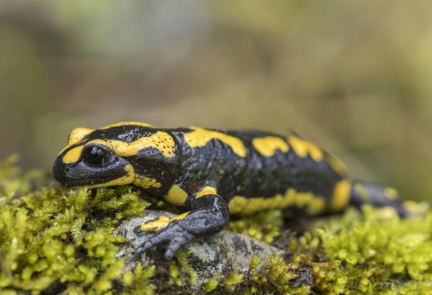 Haugimont - Salamandre (c) Daniel Steenhaut