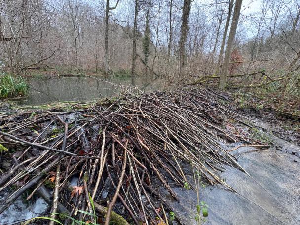 Haugimont - Forêt (c) Daniel Steenhaut