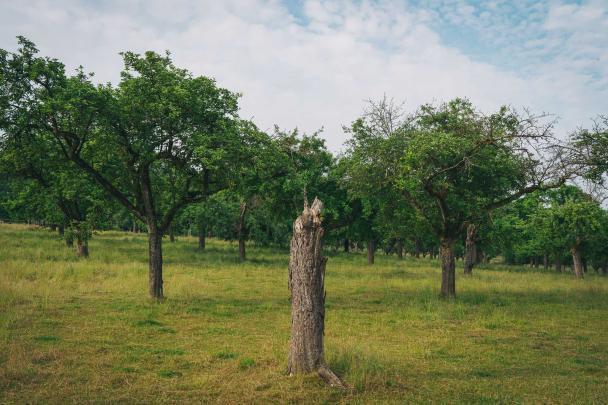 Haugimont - Verger (c) Thomas Meunier
