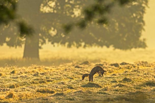 Haugimont - Renard (c) Daniel Steenhaut