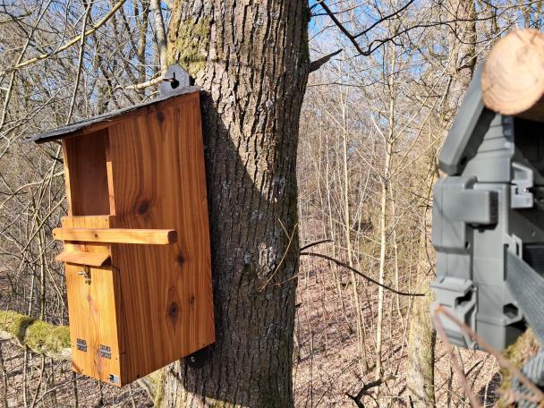 Installation du nid de la chouette hulotte - camera spypoint Haugimont