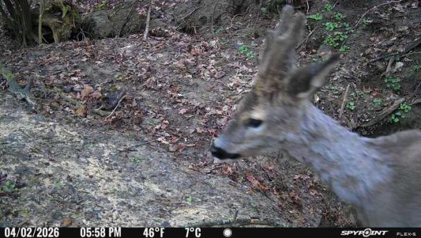 Biche - Camera spypoint Haugimont